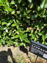Osmanthus