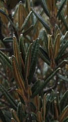 Miconia salicifolia
