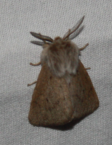 iNaturalist observation photo of Wandering Tiger Moth