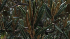 Miconia salicifolia