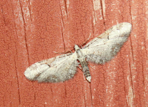 iNaturalist observation photo of Eupithecia nevadata