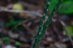 Acanthocereus fosterianus