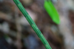 Acanthocereus fosterianus