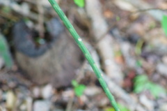 Acanthocereus fosterianus
