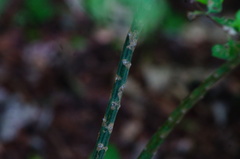Acanthocereus fosterianus