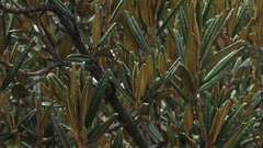 Miconia salicifolia