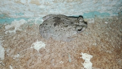 Rhinella humboldti