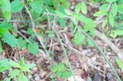 Acanthocereus fosterianus