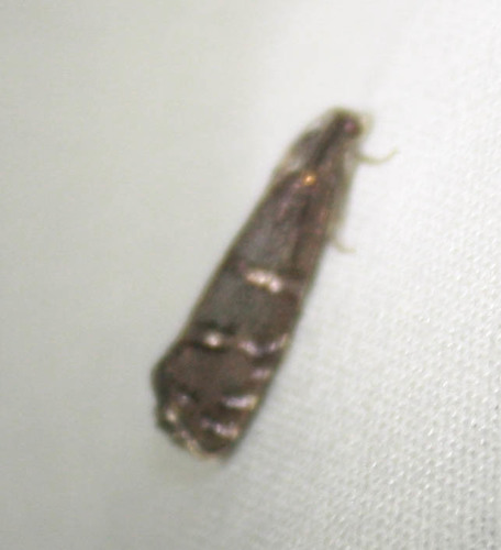 iNaturalist observation photo of Cydia