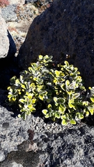 Brachyglottis bidwillii