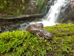 Ambystoma flavipiperatum