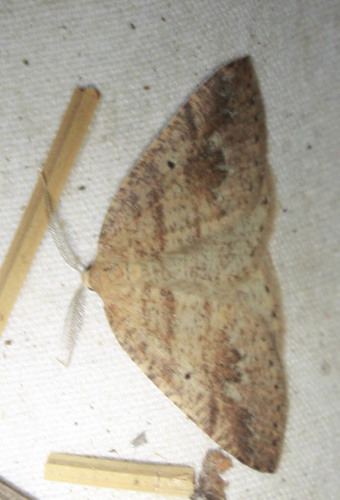 iNaturalist observation photo of Butterflies and Moths