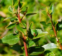 Ocirrhoe unimaculata