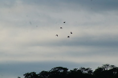 Amazona albifrons