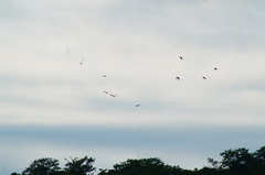 Amazona albifrons