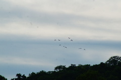 Amazona albifrons