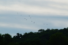 Amazona albifrons