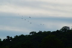 Amazona albifrons
