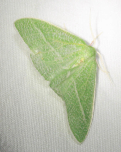 iNaturalist observation photo of Bank's Emerald Moth