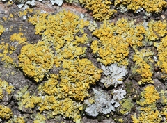 Xanthomendoza oregana