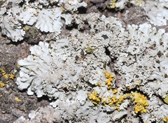 Physconia americana