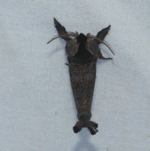 iNaturalist observation photo of Apical Prominent