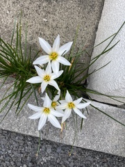 Zephyranthes candida