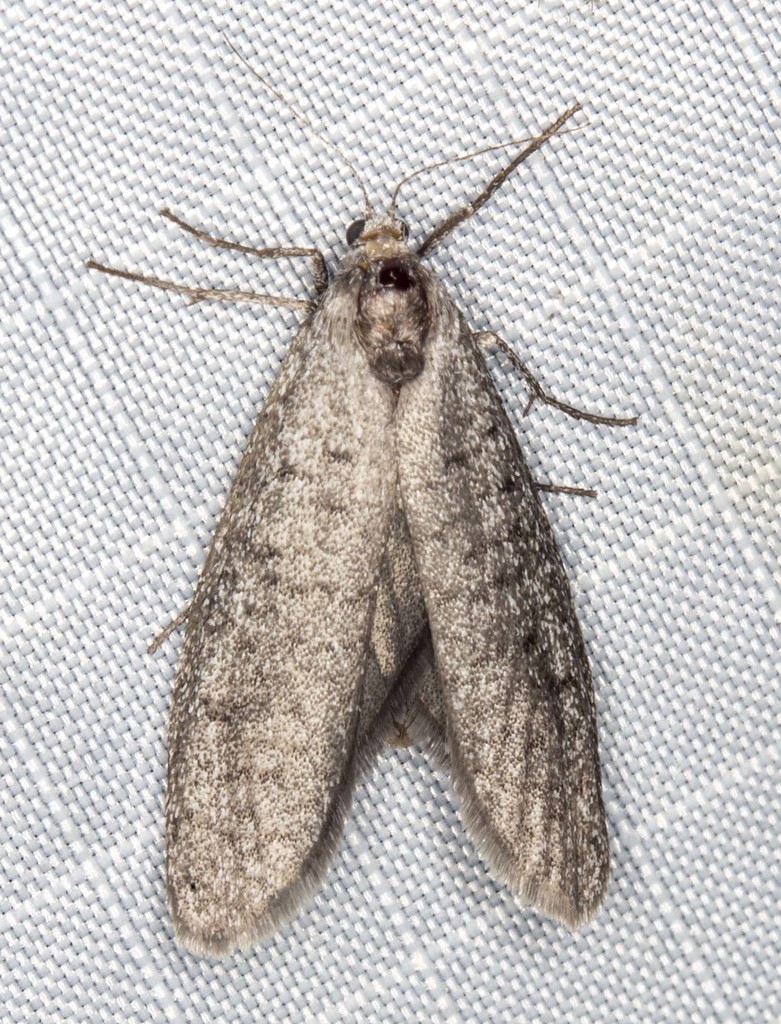 Heteropsyche stenomorpha