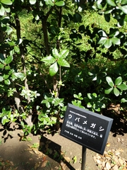 Quercus phillyreoides