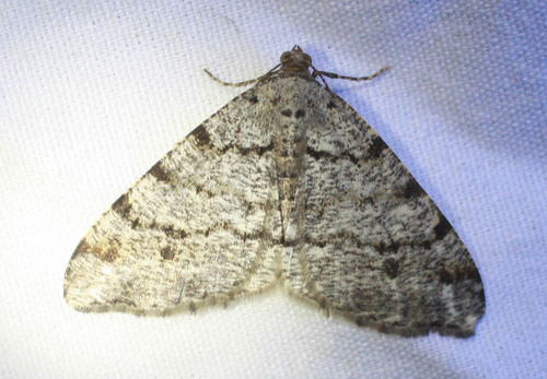 iNaturalist observation photo of Butterflies and Moths
