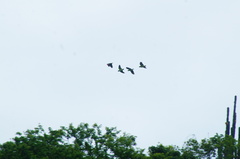Amazona albifrons