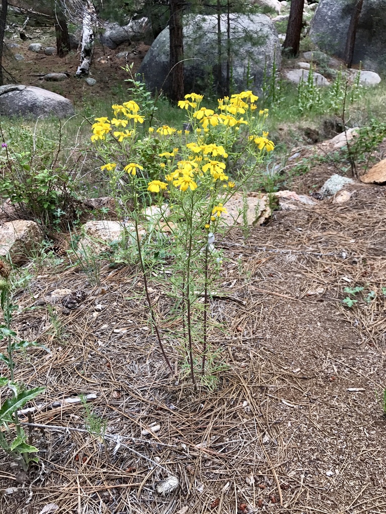 Rusby's rubberweed