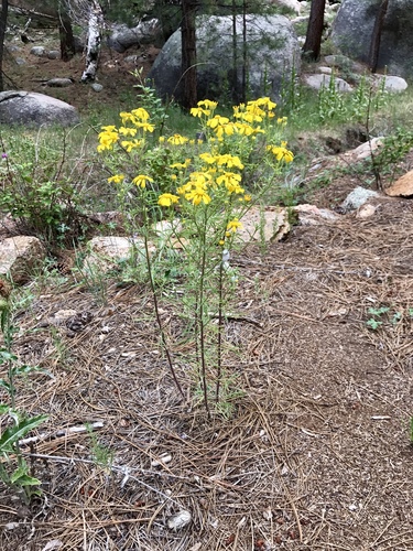 Rusby's rubberweed (Hymenoxys rusbyi)
