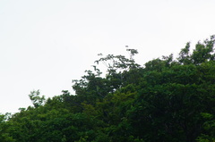 Amazona albifrons