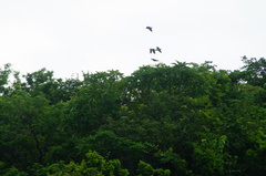 Amazona albifrons