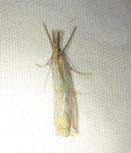 iNaturalist observation photo of Grass-Veneers