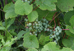 Vitis amurensis