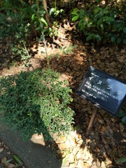 Ilex crenata crenata