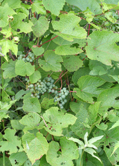 Vitis amurensis
