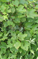Vitis amurensis