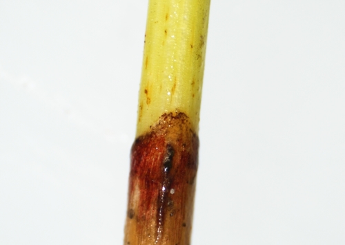 Pelkinis duonis nuotrauka