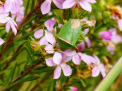 Ocirrhoe unimaculata