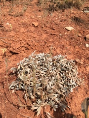 Astragalus tridactylicus