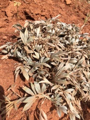 Astragalus tridactylicus