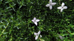 Arcytophyllum muticum