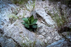 Agave wocomahi