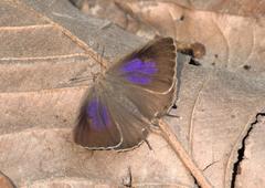 Arhopala atrax