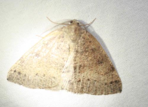 iNaturalist observation photo of Butterflies and Moths
