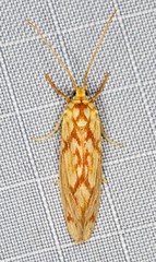 Lactura erythractis