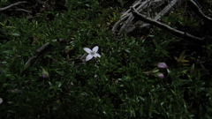 Arcytophyllum muticum